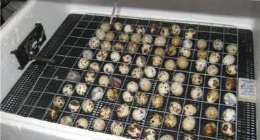 Jak si vyrobit křepelčí inkubátor pro kutily?